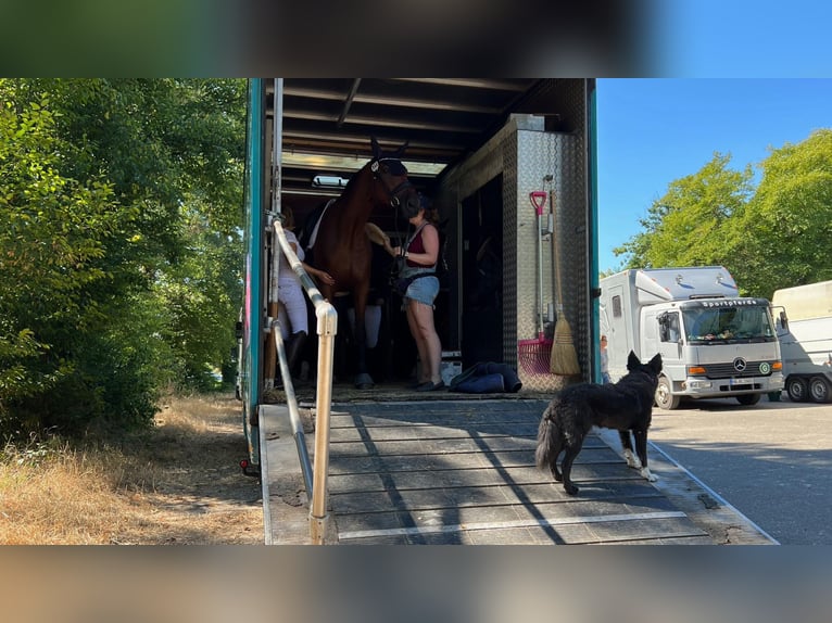Mercedes 814 paardenwagen, plaats voor 4 paarden en 7 personen