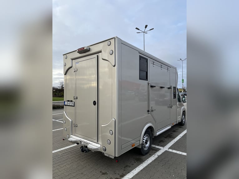 Peugeot Boxer 2024 paardentrailer, slechts 29.000 km, nieuwe opbouw - nog onder garantie