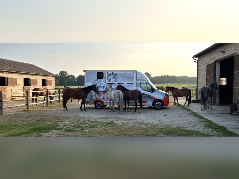 Renault Master 2.3 koetswagen - Topkwaliteit