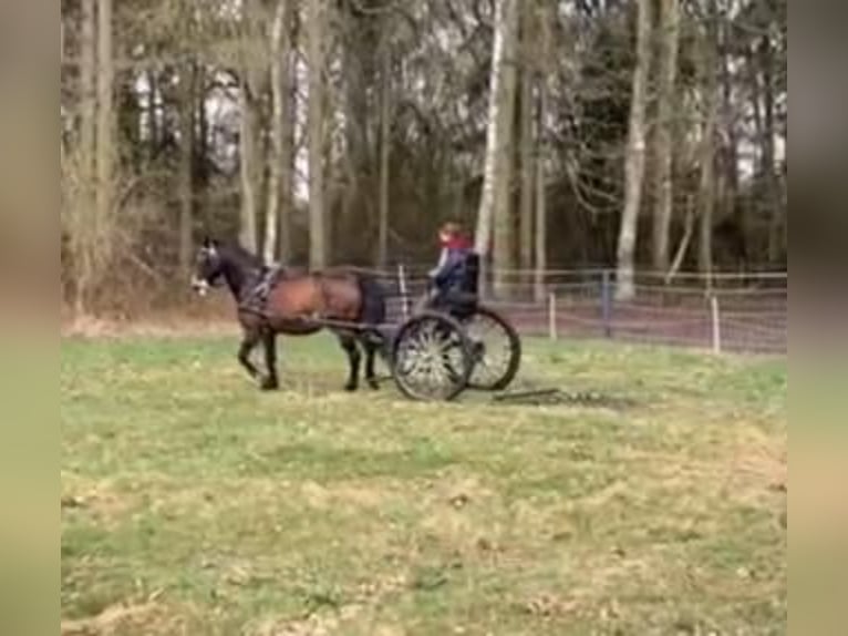 Cremer Sulky-gig koets voor enkelspanning, geschikt voor groot paard