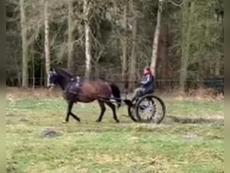 Cremer Sulky-gig koets voor enkelspanning, geschikt voor groot paard