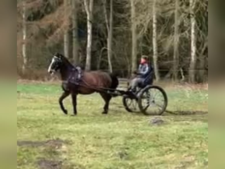 Cremer Sulky-gig koets voor enkelspanning, geschikt voor groot paard