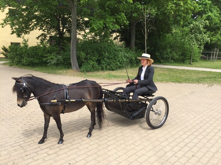 Wegens gebrek aan context lijkt "Showcart" een type of showwagen of showkar. Hier is een mogelijke v