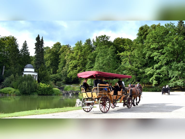 Paardentram - Picknickwagen