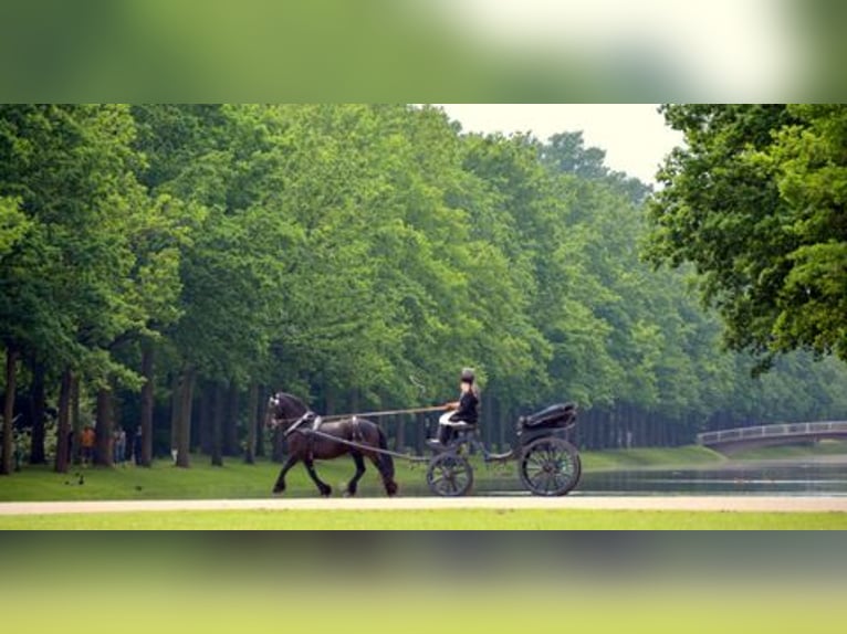 Hochzeitskutsche Vis a Vis