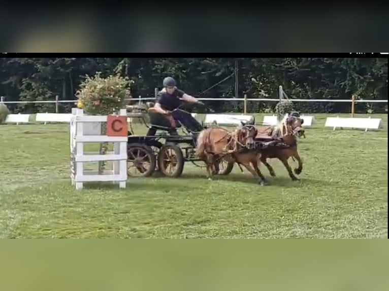 Shetty Welsh marathon koets