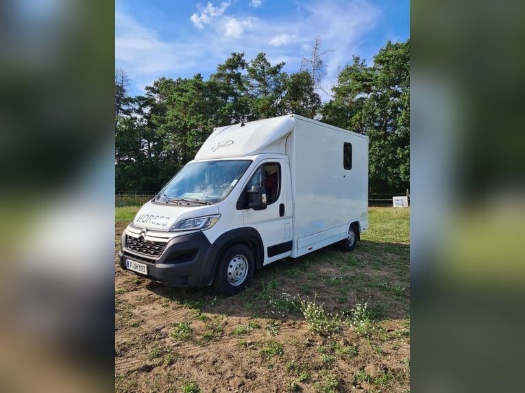 Dickenherr Pferdetransporter Hengstausstattung