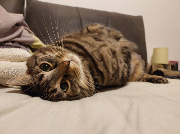 Aanbieder van kattenoppas / kattenopvang bij een dierenwelzijnsfamilie