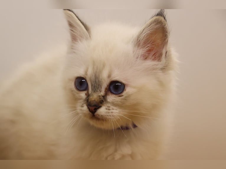 Birmaanse kittens