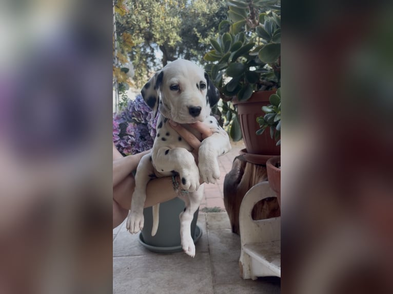 Dalmatiaanse puppy’s met ENCI-pedigree