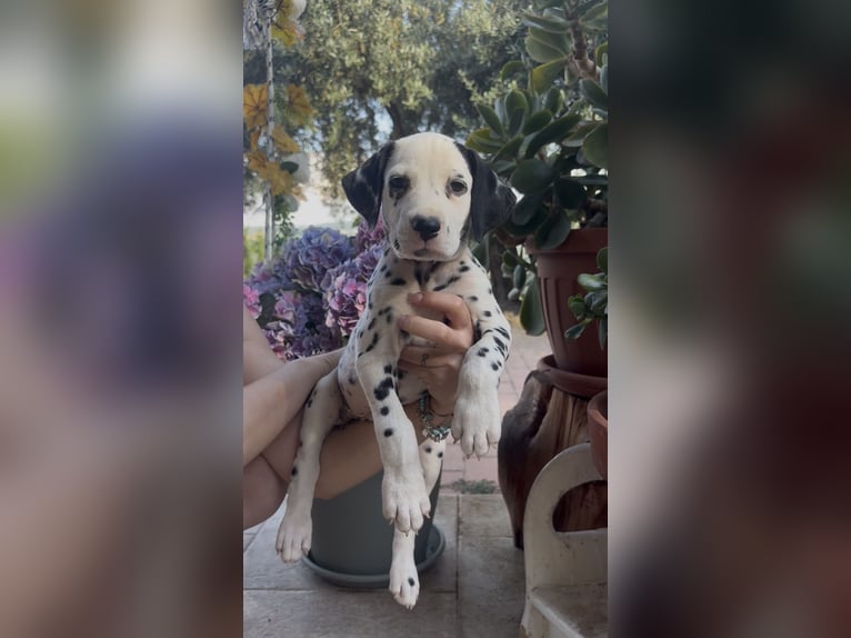 Dalmatiaanse puppy’s met ENCI-pedigree