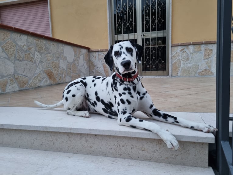 Dalmatiaanse puppy’s met ENCI-pedigree
