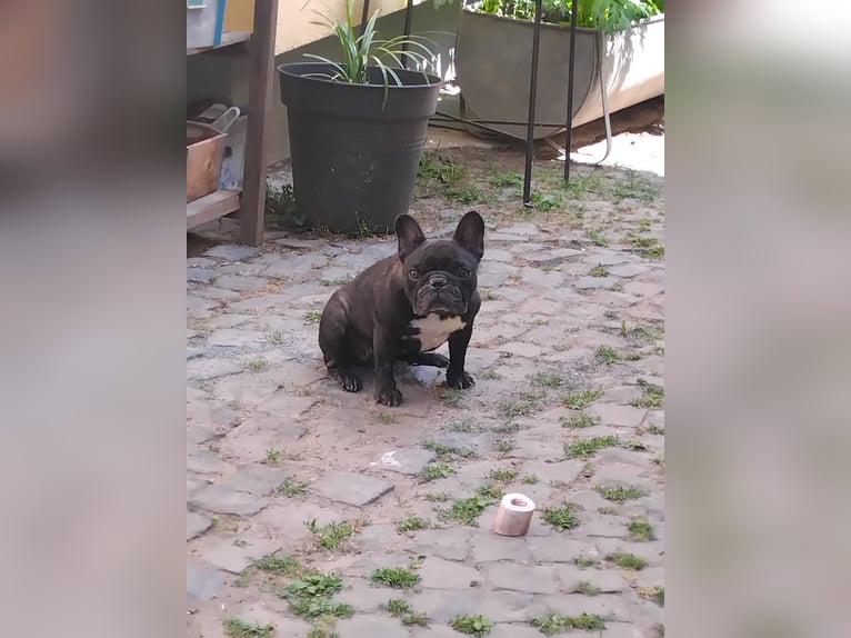Franse Bulldog