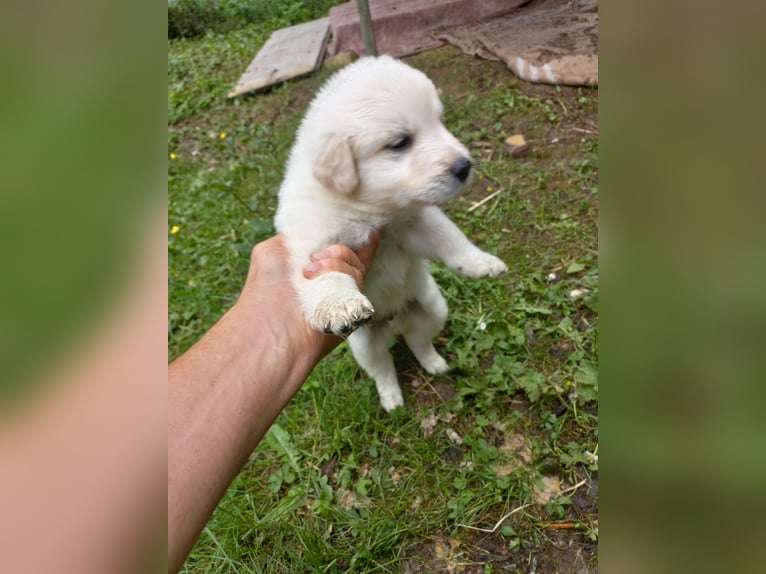 Kleine Welpen