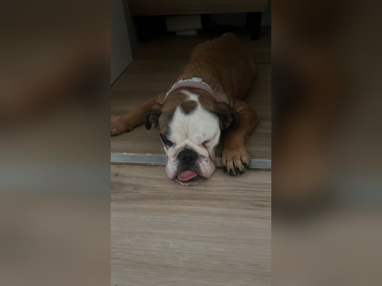 Lola, Engelse Bulldog