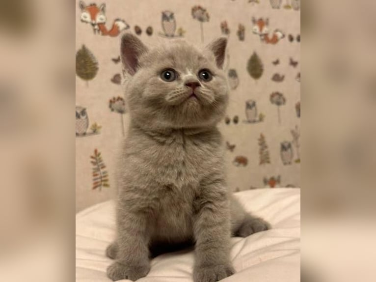 Mannelijke en vrouwelijke Britse Korthaar kittens klaar om te vertrekken