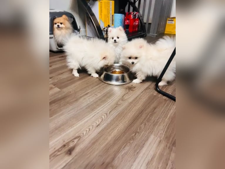 Pomeranian pups