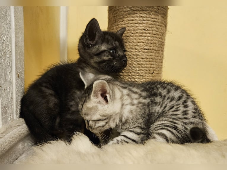 Prachtige Egyptische Mau kittens zoeken een liefdevol thuis
