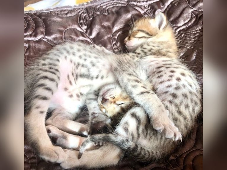 Savannah kittens