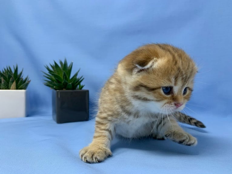 Scottish Fold kittens