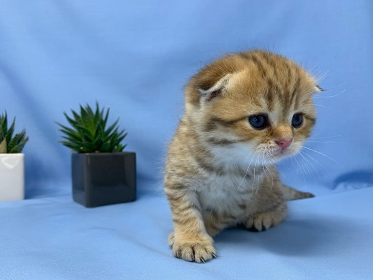 Scottish Fold kittens