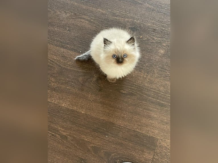 Twee schattige Ragdoll kittens te koop