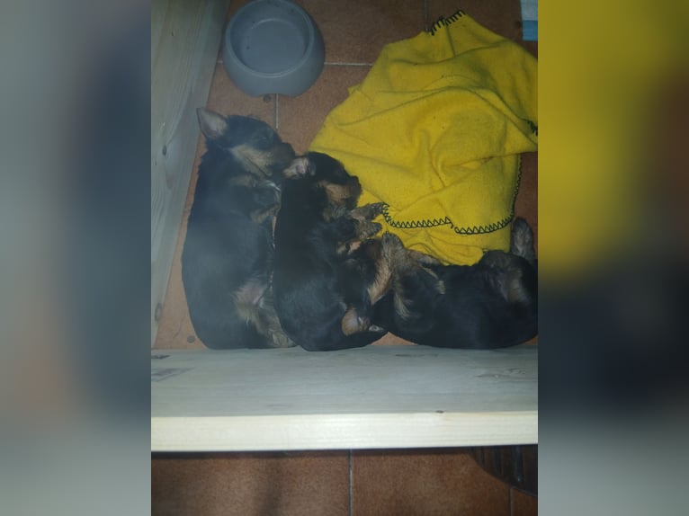 Yorkshire puppies