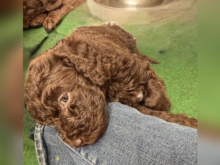 Zachtzoete Labradoodle