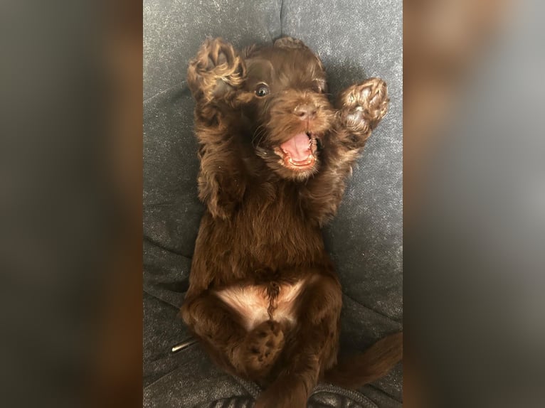 Zachtzoete Labradoodle