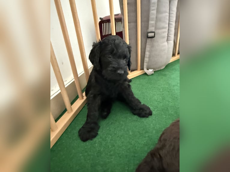 Zachtzoete Labradoodle