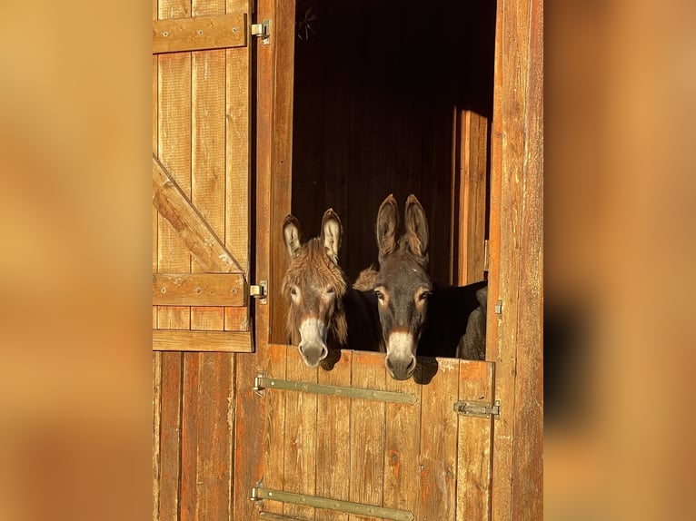 Zwei kuschelige Esel (Mutter & Tochter) suchen liebevolles Zuhause