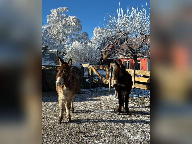 Zwei kuschelige Esel (Mutter & Tochter) suchen liebevolles Zuhause