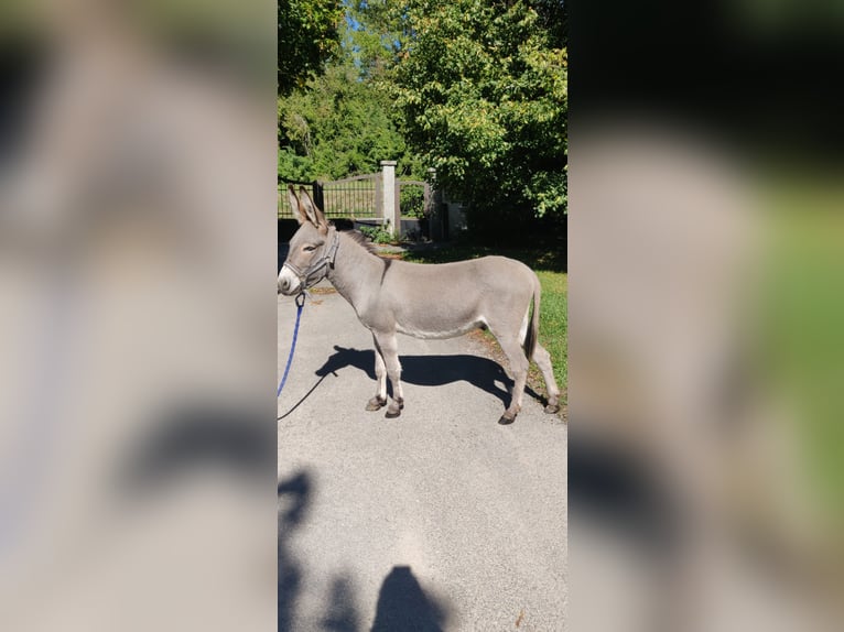 Âne de bât de 4 ans