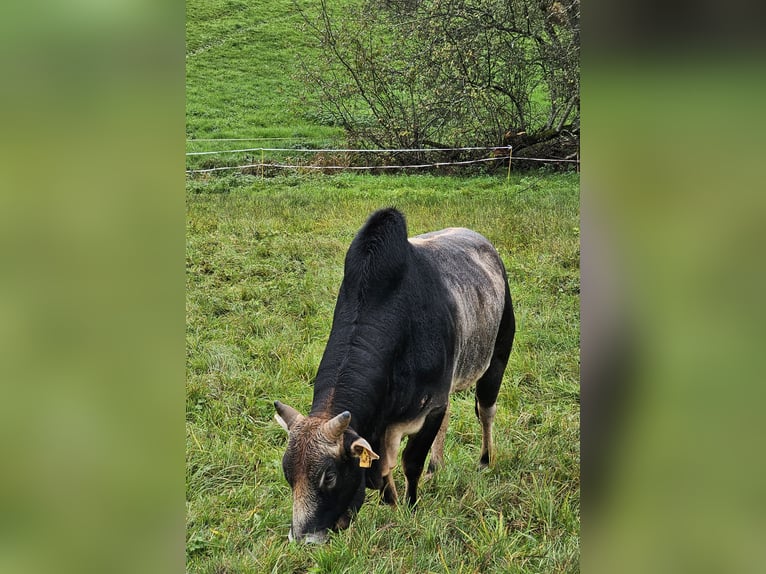 Bio Zebu Bulle Zwergzebu grau schwarz 05/2021