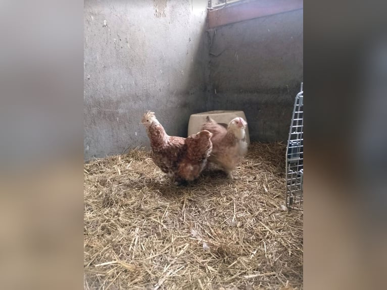 Hahn Elvis und seine 2 Damen suchen eine neue Bleibe …