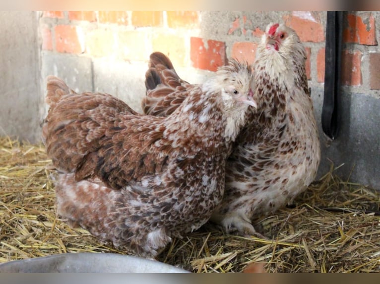 Hahn Elvis und seine 2 Damen suchen eine neue Bleibe …
