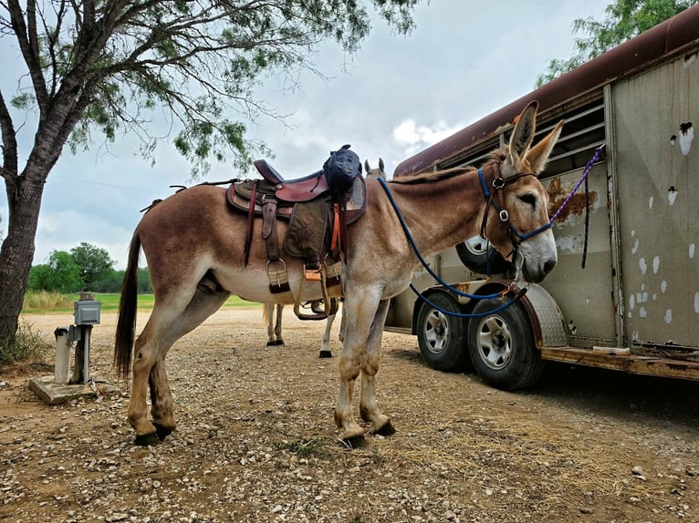 RED HAWK — Geregistreerde 14,2 hh grote gaited Mammoth zadel ezelhengst