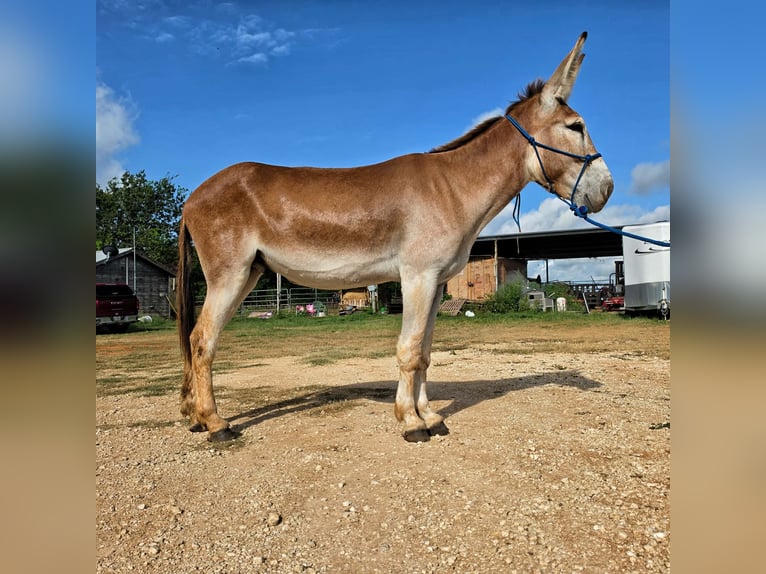 RED HAWK — Geregistreerde 14,2 hh grote gaited Mammoth zadel ezelhengst