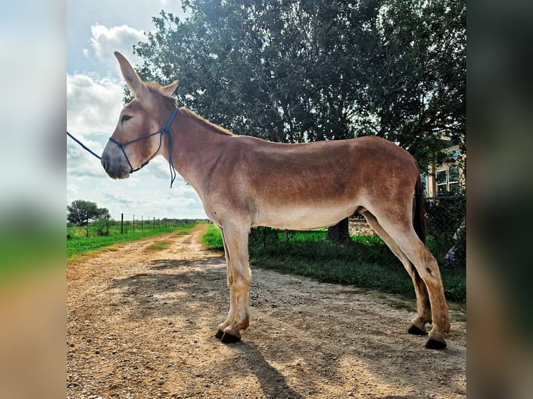 RED HAWK — Geregistreerde 14,2 hh grote gaited Mammoth zadel ezelhengst
