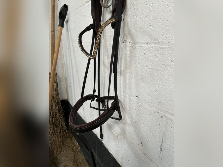The Equemist bridle
