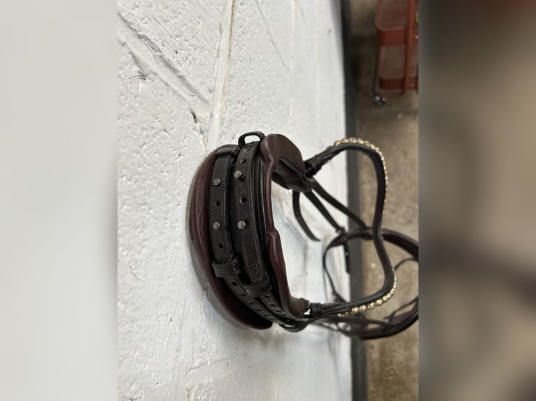 The Equemist bridle