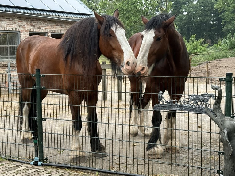 Gezocht, betrouwbare, rustige, gezonde Shire ruin van ca. 8-10 jaar