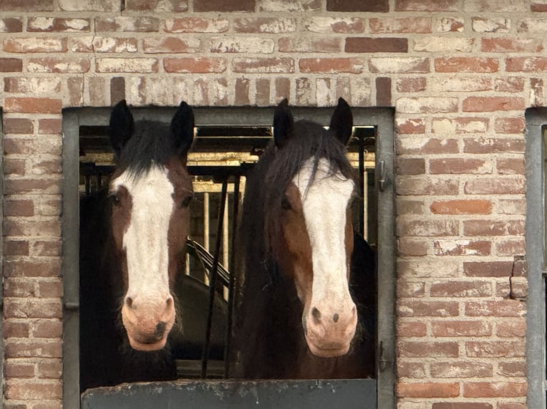 Gezocht, betrouwbare, rustige, gezonde Shire ruin van ca. 8-10 jaar