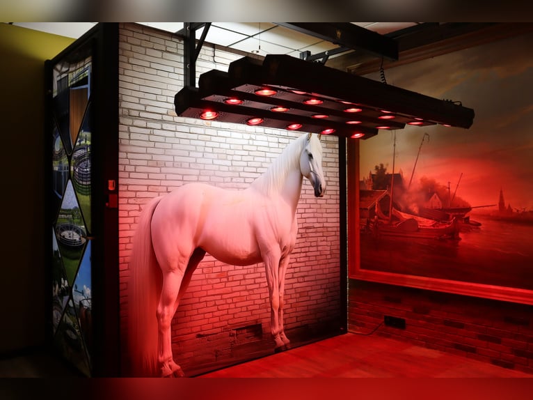 Molenkoning infrarood Paarden Solarium