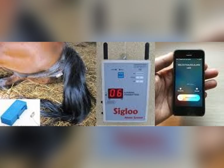 Te huur - Sigloo foaling alarm