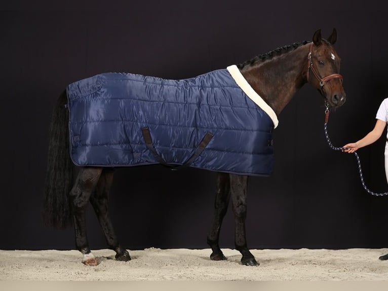 2 Luxe Stable Rugs 600D/400g 125/175cm