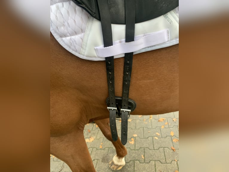 Dressuurzadel Schutte Farringston’s Custom Saddle