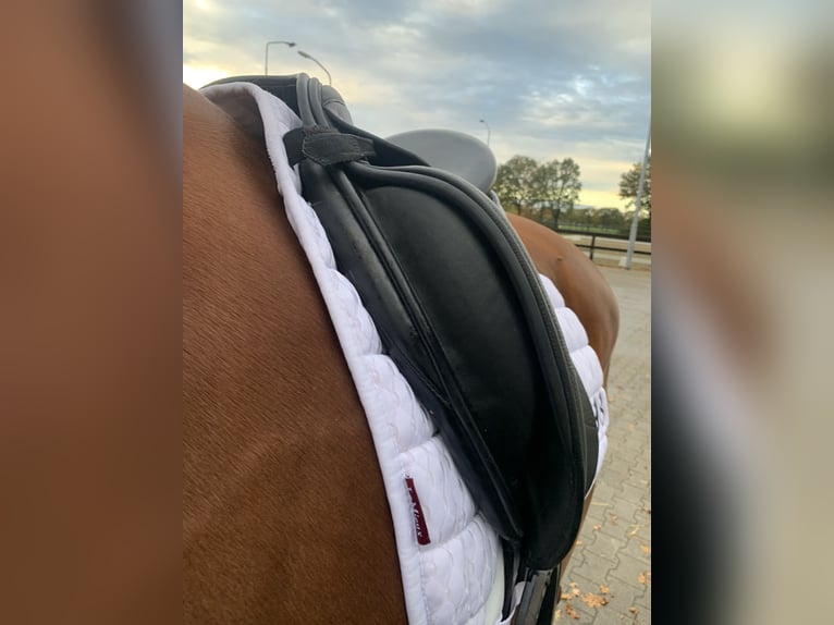 Dressuurzadel Schutte Farringston’s Custom Saddle