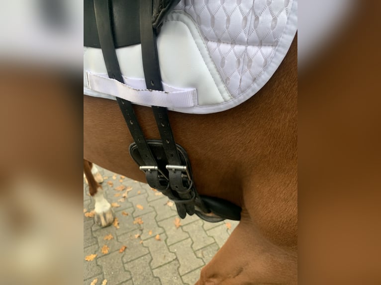 Dressuurzadel Schutte Farringston’s Custom Saddle