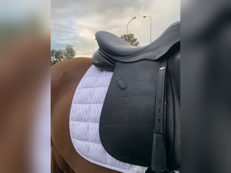 Dressuurzadel Schutte Farringston’s Custom Saddle